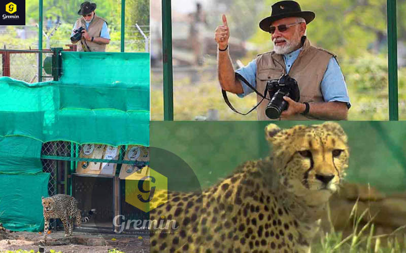 PM Modi Releases Cheetahs in Special Enclosure at Kuno National Park in MP on his birthday :